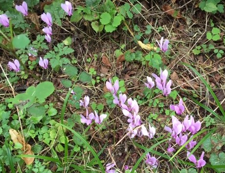 decouverte-de-la-nature-pour-les-maternelles